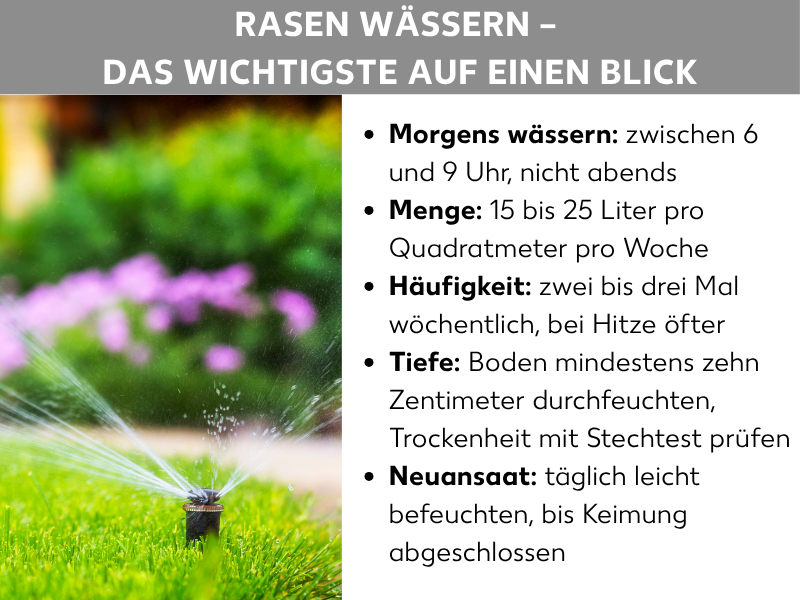 Infografik: „Rasen wässern – das Wichtigste auf einen Blick". Links ein Foto eines Rasensprengers, der Wasser auf grünen Rasen und Blumen versprüht. Rechts fünf Stichpunkte: Morgens wässern: zwischen 6 und 9 Uhr, nicht abends. Menge: 15 bis 25 Liter pro Quadratmeter pro Woche. Häufigkeit: zwei bis drei Mal wöchentlich, bei Hitze öfter. Tiefe: Boden mindestens zehn Zentimeter durchfeuchten, Trockenheit mit Stechtest prüfen. Neuansaat: täglich leicht befeuchten, bis Keimung abgeschlossen.
