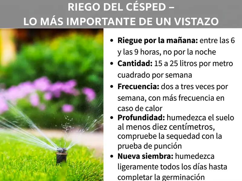 Infografía: «Regar el césped: lo más importante de un vistazo». A la izquierda, una foto de un aspersor regando césped verde y flores. A la derecha, cinco puntos clave: Regar por la mañana: entre las 6 y las 9, no por la noche. Cantidad: de 15 a 25 litros por metro cuadrado a la semana. Frecuencia: dos o tres veces por semana, con calor más a menudo. Profundidad: humedecer el suelo al menos diez centímetros, comprobar la sequedad con la prueba de penetración. Siembra nueva: humedecer ligeramente a diario hasta que finalice la germinación.