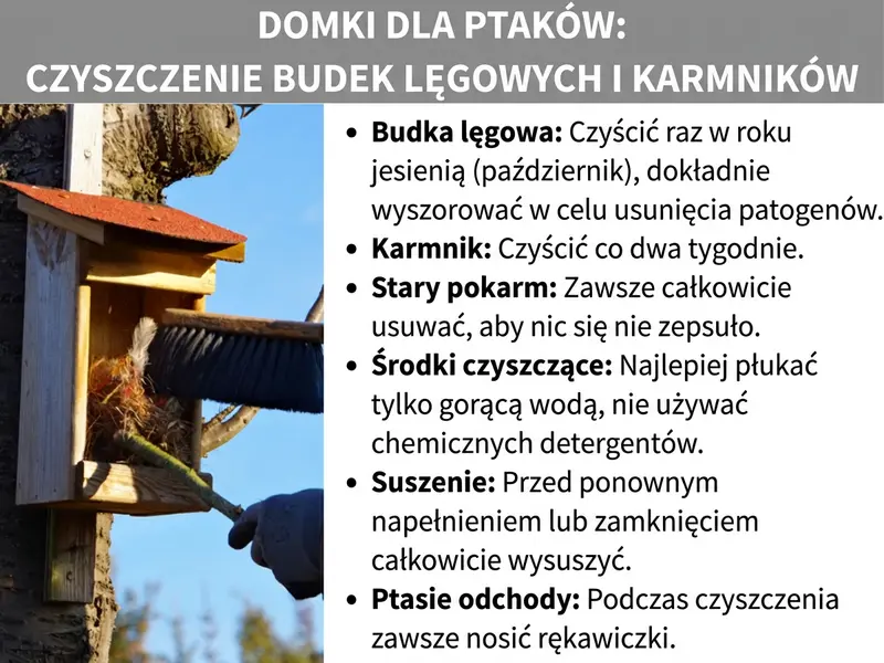 Infografika: Infografika zatytułowana „Domki dla ptaków: czyszczenie budki lęgowej i karmnika". Po lewej stronie zdjęcie osoby w rękawiczkach, która szczotką czyści drewnianą budkę lęgową z czerwonym dachem zamontowaną na drzewie. Po prawej stronie sześć wskazówek w formie listy: Budkę lęgową czyścić raz w roku jesienią (październik), dokładnie ją wymiatając, aby usunąć chorobotwórcze drobnoustroje. Karmnik czyścić co dwa tygodnie. Zawsze usuwać całą starą karmę, żeby się nie psuła. Do czyszczenia używać wyłącznie gorącej wody, bez środków chemicznych. Przed ponownym napełnieniem lub zamknięciem pozostawić do całkowitego wyschnięcia. Podczas czyszczenia zawsze nosić rękawice ze względu na odchody ptaków.