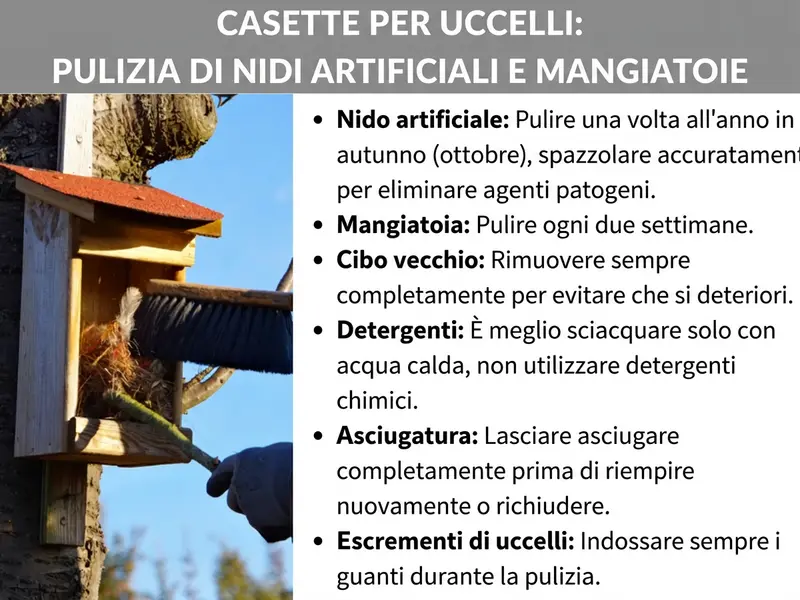 Infografica: infografica dal titolo „Casette per uccelli: come pulire casetta nido e mangiatoia”. A sinistra una foto in cui una persona con i guanti pulisce con una spazzola una casetta nido in legno con tetto rosso fissata a un albero. A destra sei consigli in elenco: pulire la casetta nido una volta all'anno in autunno (ottobre) e spazzolarla bene per eliminare i germi. Pulire la mangiatoia ogni due settimane. Rimuovere sempre completamente il mangime vecchio per evitare che si deteriori. Per la pulizia utilizzare solo acqua calda, senza detergenti chimici. Lasciare asciugare completamente prima di riempire o richiudere. Indossare sempre i guanti durante la pulizia a causa degli escrementi.