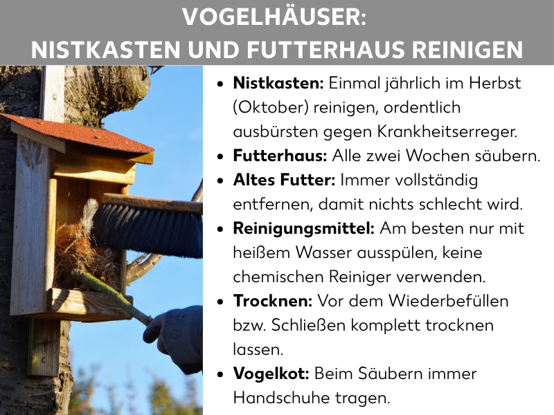 Infografik: Infografik mit dem Titel „Vogelhäuser: Nistkasten und Futterhaus reinigen". Links ist ein Foto zu sehen, auf dem eine Person mit Handschuhen einen hölzernen Nistkasten mit rotem Dach, der an einem Baum befestigt ist, mit einer Bürste reinigt. Rechts sind sechs Hinweise als Aufzählung aufgeführt: Nistkasten einmal jährlich im Herbst (Oktober) reinigen und ordentlich ausbürsten, um Krankheitserreger zu entfernen. Das Futterhaus alle zwei Wochen säubern. Altes Futter immer vollständig entfernen, damit es nicht schlecht wird. Zum Reinigen nur heißes Wasser verwenden, keine chemischen Reiniger. Vor dem Wiederbefüllen oder Schließen komplett trocknen lassen. Beim Säubern wegen Vogelkot immer Handschuhe tragen.