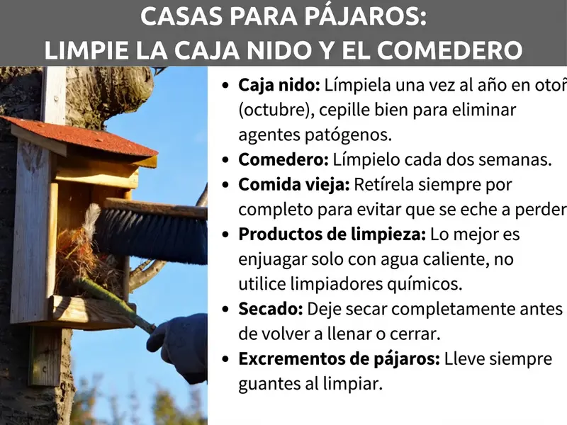 Infografía: infografía con el título «Casas de pájaros: limpiar caja nido y comedero». A la izquierda se ve una foto en la que una persona con guantes limpia con un cepillo una caja nido de madera con tejado rojo, sujeta a un árbol. A la derecha aparecen seis consejos en forma de lista: limpiar la caja nido una vez al año en otoño (octubre) y cepillarla a fondo para eliminar agentes patógenos. Limpiar el comedero cada dos semanas. Retirar siempre por completo la comida vieja para que no se estropee. Utilizar solo agua caliente para la limpieza, sin productos químicos. Dejar secar completamente antes de rellenar o cerrar. Usar siempre guantes durante la limpieza por los excrementos de las aves.