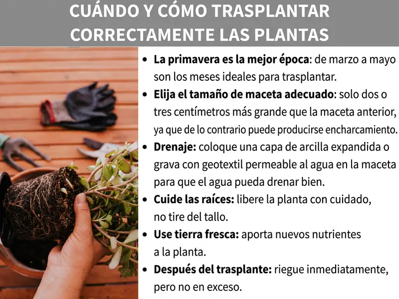 Infografía: gráfico de guía con el título «Cuándo y cómo trasplantar plantas correctamente». A la izquierda se ve una foto en la que una mano sujeta una planta con el cepellón al descubierto; de fondo, unos guantes de jardinería y un rastrillo sobre una superficie de madera. A la derecha aparecen seis consejos en forma de lista: 1. La primavera es el mejor momento: de marzo a mayo es la época ideal para trasplantar. 2. Elegir el tamaño de maceta adecuado: solo dos o tres centímetros más grande que la anterior, ya que de lo contrario puede producirse encharcamiento. 3. Drenaje: colocar una capa de arcilla expandida o grava con fieltro geotextil permeable en la maceta para que el agua drene bien. 4. Cuidar las raíces: soltar la planta con cuidado, sin tirar del tallo. 5. Usar sustrato fresco: aporta nuevos nutrientes a la planta. 6. Después del trasplante: regar de inmediato, pero sin excederse.