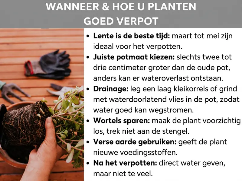 Infographic: Adviesgrafiek met de titel "Wanneer & hoe je planten goed verpot". Links is een foto te zien waarop een hand een plant met een blootliggende wortelkluit vasthoudt; op de achtergrond liggen tuinhandschoenen en een hark op een houten ondergrond. Rechts staan zes tips als opsommingslijst: 1. Voorjaar is de beste tijd: maart tot en met mei zijn ideaal om te verpotten. 2. De juiste potmaat kiezen: slechts twee tot drie centimeter groter dan de oude pot, anders kan er wortelrot ontstaan. 3. Drainage: een laag hydrokorrels of grind met waterdoorlatend vlies in de pot, zodat water goed kan wegstromen. 4. Wortels ontzien: plant voorzichtig losmaken, niet aan de stengel trekken. 5. Verse aarde gebruiken: geeft de plant nieuwe voedingsstoffen. 6. Na het verpotten: direct water geven, maar niet te veel.