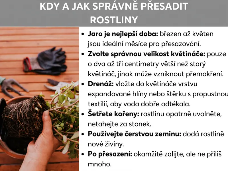 Infografika: Grafika s názvem „Kdy a jak správně přesadit rostliny“. Vlevo je fotografie ruky držící rostlinu s odkrytým kořenovým balem. Vpravo je šest tipů v číslovaném seznamu: 1. Jaro je nejlepší čas. 2. Zvolte správnou velikost květináče. 3. Vytvořte drenáž. 4. Šetřete kořeny. 5. Použijte čerstvou zeminu. 6. Po přesazení zalijte.