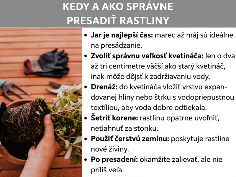 Infografika: Grafika s názvom „Kedy a ako správne presádzať rastliny". Vľavo je fotografia, na ktorej ruka drží rastlinu s odhaleným koreňovým balom; v pozadí sú záhradné rukavice a hrable na drevenom povrchu. Vpravo je šesť tipov vo forme zoznamu: 1. Jar je najlepší čas: marec až máj sú ideálne na presádzanie. 2. Zvoľte správnu veľkosť kvetináča: len o dva až tri centimetre väčší ako starý, inak hrozí zamokrenie. 3. Drenáž: na dno kvetináča dajte vrstvu keramzitu alebo štrku s priepustnou netkanou textíliou, aby voda dobre odtekala. 4. Šetrne zaobchádzajte s koreňmi: rastlinu opatrne uvoľnite, neťahajte ju za stonku. 5. Použite čerstvý substrát: dodá rastline nové živiny. 6. Po presadení: ihneď zalejte, ale nie príliš.