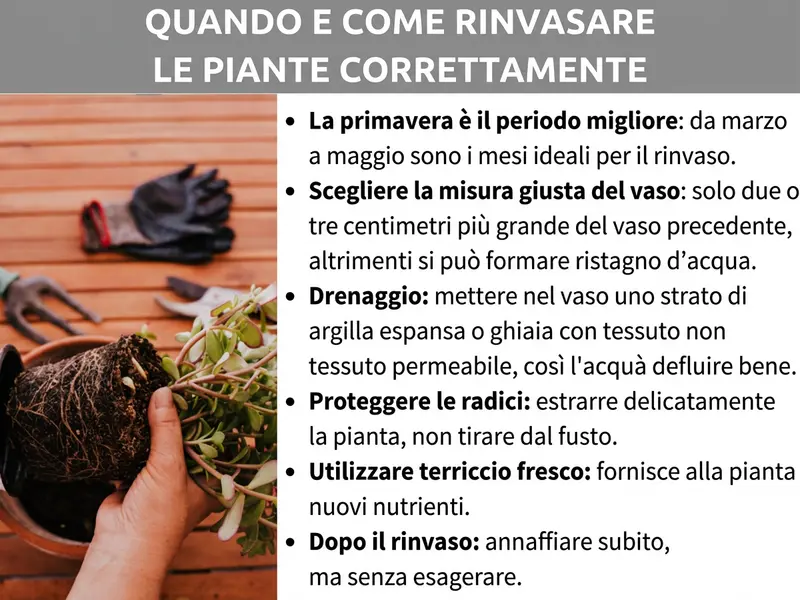 Infografica: guida con il titolo „Quando e come rinvasare le piante nel modo giusto“. A sinistra, una foto mostra una mano che tiene una pianta con il pane di terra scoperto; sullo sfondo, guanti da giardinaggio e un rastrello su una superficie in legno. A destra, sei consigli elencati: 1. La primavera è il momento migliore: da marzo a maggio è il periodo ideale per il rinvaso. 2. Scegliere la misura giusta del vaso: solo due o tre centimetri in più rispetto al precedente, per evitare ristagni d’acqua. 3. Drenaggio: aggiungere sul fondo uno strato di argilla espansa o ghiaia con tessuto non tessuto permeabile, così l'acqua defluisce bene. 4. Trattare le radici con cura: estrarre la pianta delicatamente, senza tirare dal fusto. 5. Usare terriccio fresco: fornisce alla pianta nuovi nutrienti. 6. Dopo il rinvaso: innaffiare subito, ma senza esagerare.