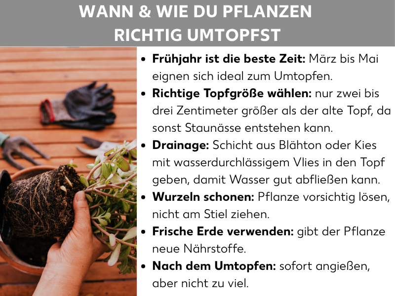 Infografik: Ratgeber-Grafik mit dem Titel „Wann & wie du Pflanzen richtig umtopfst". Links ist ein Foto zu sehen, auf dem eine Hand eine Pflanze mit freiliegendem Wurzelballen hält; im Hintergrund liegen Gartenhandschuhe und eine Harke auf einer Holzfläche. Rechts sind sechs Tipps als Aufzählungsliste aufgeführt: 1. Frühjahr ist die beste Zeit: März bis Mai eignen sich ideal zum Umtopfen. 2. Richtige Topfgröße wählen: nur zwei bis drei Zentimeter größer als der alte Topf, da sonst Staunässe entstehen kann. 3. Drainage: Schicht aus Blähton oder Kies mit wasserdurchlässigem Vlies in den Topf geben, damit Wasser gut abfließen kann. 4. Wurzeln schonen: Pflanze vorsichtig lösen, nicht am Stiel ziehen. 5. Frische Erde verwenden: gibt der Pflanze neue Nährstoffe. 6. Nach dem Umtopfen: sofort angießen, aber nicht zu viel.