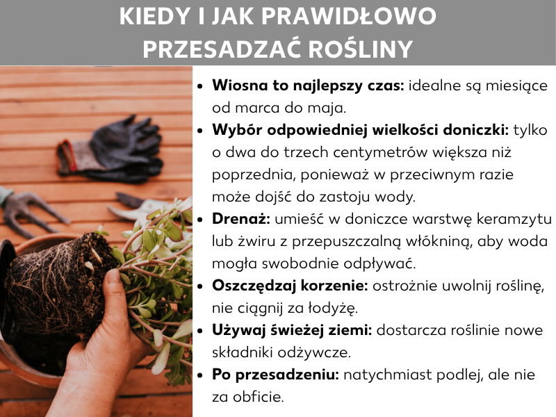 Infografika: grafika poradnikowa z tytułem „Kiedy i jak prawidłowo przesadzać rośliny". Po lewej stronie widać zdjęcie, na którym dłoń trzyma roślinę z odsłoniętą bryłą korzeniową; w tle na drewnianej powierzchni leżą rękawice ogrodowe i grabki. Po prawej stronie znajduje się sześć wskazówek w formie listy: 1. Wiosna to najlepszy czas – od marca do maja to idealny okres na przesadzanie. 2. Wybierz odpowiedni rozmiar doniczki – tylko dwa do trzech centymetrów większy od poprzedniej, aby uniknąć zastoju wody. 3. Drenaż – na dno doniczki wsyp warstwę keramzytu lub żwiru i przykryj włókniną przepuszczającą wodę, by woda mogła swobodnie odpływać. 4. Nie uszkodź korzeni – delikatnie wyjmij roślinę, nie ciągnij za łodygę. 5. Użyj świeżej ziemi – dostarczy roślinie nowych składników odżywczych. 6. Po przesadzeniu – od razu podlej, ale nie za dużo.