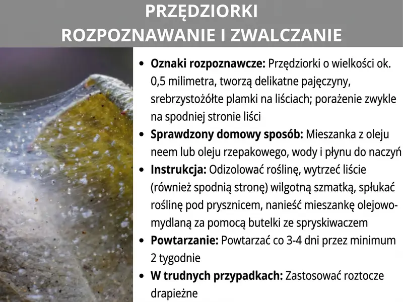 Infografika: „Rozpoznawanie i zwalczanie przędziorków" – dwuczęściowa grafika z szarym paskiem tytułowym. Poniżej, po lewej stronie, zdjęcie liścia zaatakowanego przez przędziorki z widocznymi pajęczynkami i żółtymi przebarwieniami. Po prawej stronie znajduje się lista punktowa z następującymi informacjami. Oznaki: przędziorki o wielkości ok. 0,5 mm, delikatne pajęczynki i srebrzysto-żółte plamki, głównie na spodniej stronie liści. Sprawdzony domowy sposób: mieszanka oleju neem lub rzepakowego, wody i płynu do mycia naczyń. Instrukcja: odizoluj roślinę, wytrzyj liście (także od spodu) wilgotną ściereczką, spłucz roślinę, nałóż mieszankę za pomocą butelki z atomizerem. Częstotliwość: co 3–4 dni przez minimum 2 tygodnie. W trudnych przypadkach: zastosuj drapieżne roztocza.