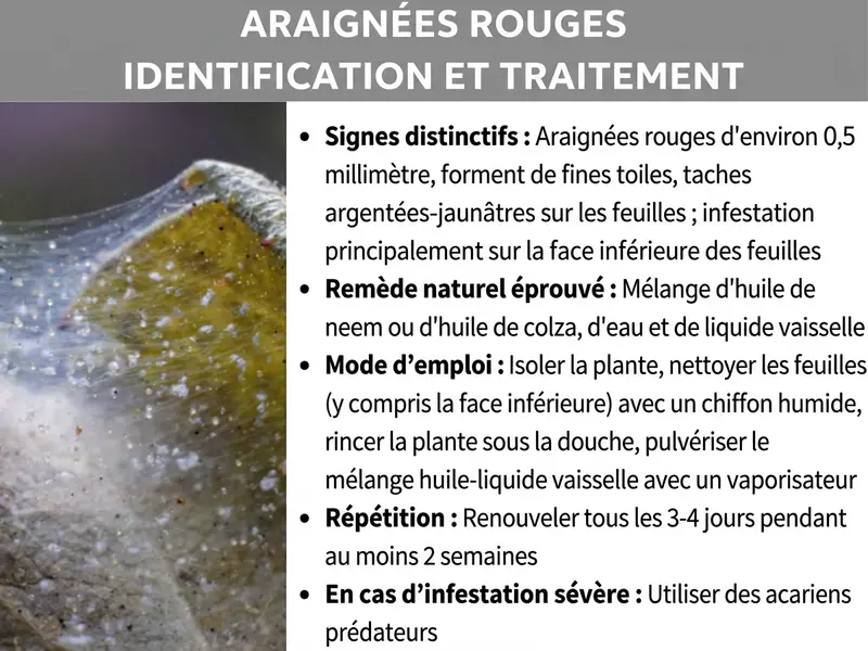 Infographie montrant comment reconnaître et éliminer les araignées rouges, avec une photo d'une feuille infestée et une liste de remèdes.