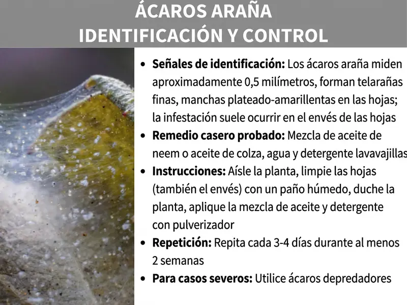 Infografía: «Identificar y combatir la araña roja». Gráfico dividido en dos partes con un banner gris de título y, debajo, una fotografía en primer plano de una hoja infestada por araña roja (con finas telarañas y decoloración amarillenta) en el lado izquierdo, junto a una lista de puntos en el lado derecho. La lista contiene la siguiente información: Signos de identificación: los ácaros miden aprox. 0,5 milímetros, forman finas telarañas y dejan motas plateadas y amarillentas en las hojas; la plaga se concentra sobre todo en el envés. Remedio casero eficaz: mezcla de aceite de neem o aceite de colza, agua y lavavajillas. Instrucciones: aislar la planta, limpiar las hojas (también el envés) con un paño húmedo, duchar la planta, aplicar la mezcla de aceite y lavavajillas con un pulverizador. Repetición: repetir cada 3-4 días durante al menos 2 semanas. En casos graves: usar ácaros depredadores.