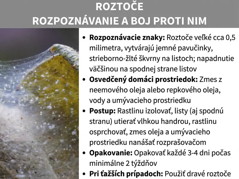 Infografika: „Rozpoznanie a likvidácia paliarok" – Dvojdielna grafika so sivým titulným prúžkom a pod ním s detailnou fotografiou listu napadnutého paliarkami (s viditeľnými jemnými pavučinkami a žltkastým sfarbením) na ľavej strane a zoznamom na pravej strane. Zoznam obsahuje tieto informácie: Znaky napadnutia: Paliarky majú približne 0,5 milimetra, tvoria jemné pavučinky a zanechávajú striebristé až žltkasté škvrny na listoch; napadnutie sa zvyčajne vyskytuje na spodnej strane listov. Osvedčený domáci prostriedok: Zmes neemového oleja alebo repkového oleja, vody a saponátu. Postup: Rastlinu izolovať, listy (aj spodnú stranu) otrieť vlhkou handričkou, rastlinu osprchovať, naniesť zmes oleja a saponátu rozprašovačom. Opakovanie: Opakovať každé 3 – 4 dni počas minimálne dvoch týždňov. V ťažkých prípadoch: Nasadiť dravé roztoče.