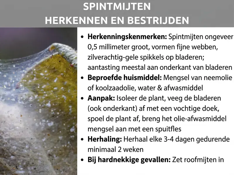 Infographic: "Spintmijten herkennen en bestrijden" – Een tweedelige afbeelding met een grijs titelbanner en daaronder een close-upfoto van een door spintmijten aangetast blad (met zichtbare fijne spinnenwebjes en geelachtige verkleuringen) aan de linkerkant, en een lijst met opsommingstekens aan de rechterkant. De lijst bevat de volgende informatie: Herkenningskenmerken: spintmijten zijn circa 0,5 millimeter groot, vormen fijne spinnenwebjes en laten zilverachtig gele spikkels achter op bladeren; aantasting meestal op de bladonderkant. Beproefd huismiddel: mengsel van neemolie of koolzaadolie, water en afwasmiddel. Instructie: plant isoleren, bladeren (ook de onderkant) met een vochtige doek afvegen, plant afdouchen, olie-afwasmiddelmengsel met een plantenspuit aanbrengen. Herhaling: elke 3–4 dagen herhalen gedurende minimaal 2 weken. Bij hardnekkige gevallen: roofmijten inzetten.