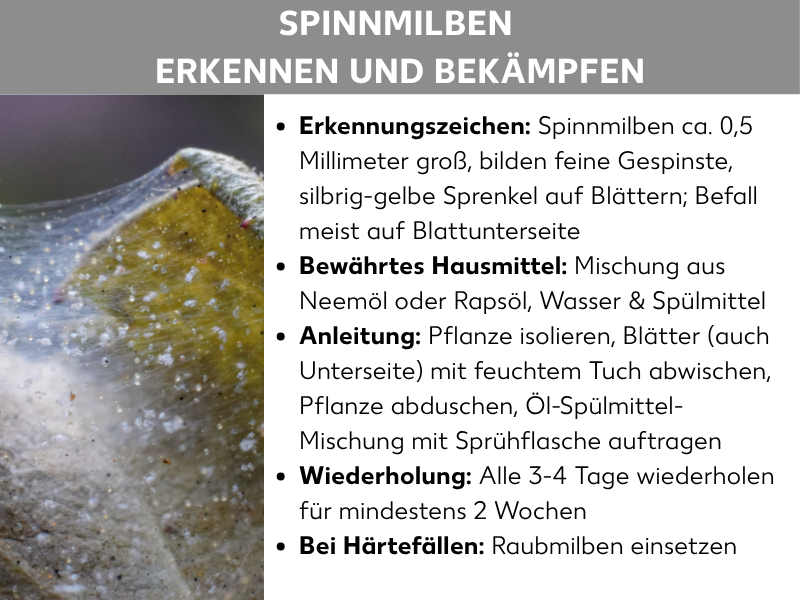 Infografik: „Spinnmilben erkennen und bekämpfen" – Eine zweigeteilte Grafik mit grauem Titel-Banner und darunter einem Nahaufnahme-Foto von einem von Spinnmilben befallenen Blatt (mit sichtbaren feinen Gespinsten und gelblichen Verfärbungen) auf der linken Seite sowie einer Stichpunktliste auf der rechten Seite. Die Liste enthält folgende Informationen: Erkennungszeichen: Spinnmilben sind ca. 0,5 Millimeter groß, bilden feine Gespinste und hinterlassen silbrig-gelbe Sprenkel auf Blättern; Befall meist auf der Blattunterseite. Bewährtes Hausmittel: Mischung aus Neemöl oder Rapsöl, Wasser und Spülmittel. Anleitung: Pflanze isolieren, Blätter (auch Unterseite) mit feuchtem Tuch abwischen, Pflanze abduschen, Öl-Spülmittel-Mischung mit Sprühflasche auftragen. Wiederholung: Alle 3–4 Tage wiederholen für mindestens 2 Wochen. Bei Härtefällen: Raubmilben einsetzen.
