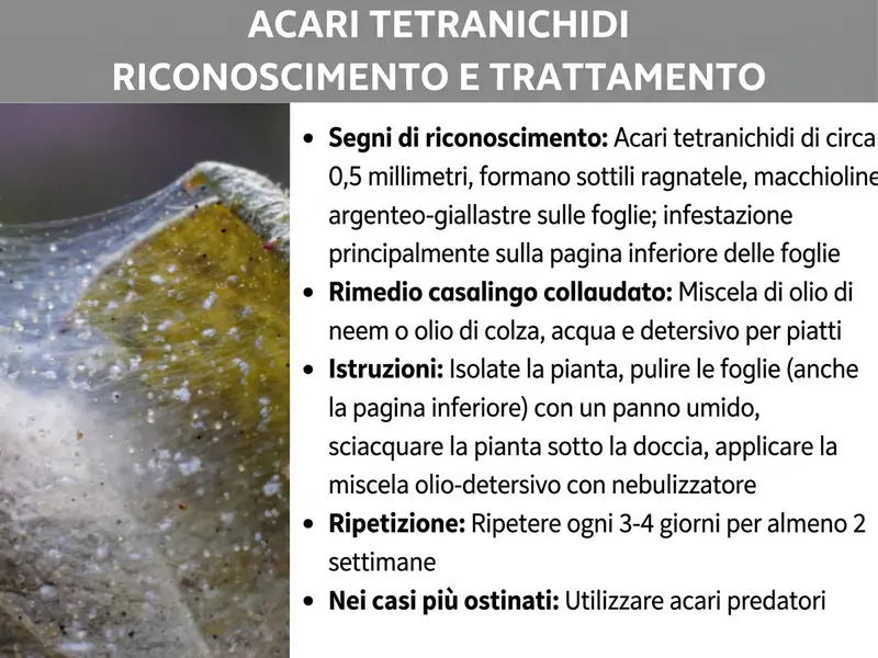 Infografica: "Riconoscere ed eliminare i ragnetti rossi" – Un’immagine divisa in due parti con un banner grigio come titolo e sotto una foto ravvicinata di una foglia infestata dai ragnetti rossi (con ragnatele sottili e ingiallimenti visibili) sul lato sinistro e un elenco puntato sul lato destro. L'elenco contiene le seguenti informazioni: Segnali di riconoscimento: i ragnetti rossi misurano circa 0,5 mm, producono sottili ragnatele e lasciano macchie argentate e giallastre sulle foglie; l’infestazione si concentra sulla pagina inferiore della foglia. Rimedio casalingo collaudato: miscela di olio di neem o olio di colza, acqua e detersivo per piatti. Istruzioni: isolare la pianta, pulire le foglie (anche la parte inferiore) con un panno umido, sciacquare la pianta sotto l'acqua, applicare la miscela di olio e detersivo con un flacone spray. Ripetizione: ripetere ogni 3–4 giorni per almeno 2 settimane. Nei casi più gravi: utilizzare acari predatori.