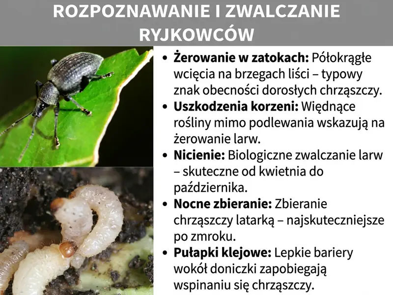 Infografika: „Rozpoznawanie i zwalczanie opuchlaków" – Dwa zbliżenia pokazują po lewej ciemnoszarego chrząszcza opuchlaka na nadgryzionym zielonym liściu, a poniżej kremowo-białą, zagiętą larwę w ziemi. Po prawej stronie pięć punktów: Żer zatokowy – półokrągłe wcięcia na brzegach liści jako typowy objaw żerowania dorosłych chrząszczy. Uszkodzenia korzeni – więdnące rośliny mimo podlewania wskazują na obecność larw. Nicienie – biologiczne zwalczanie larw, działa od kwietnia do października. Nocne polowanie – zbieranie chrząszczy z latarką, najlepiej po zmroku. Pułapki klejowe – klejące bariery wokół doniczki uniemożliwiają chrząszczom wspinanie się.