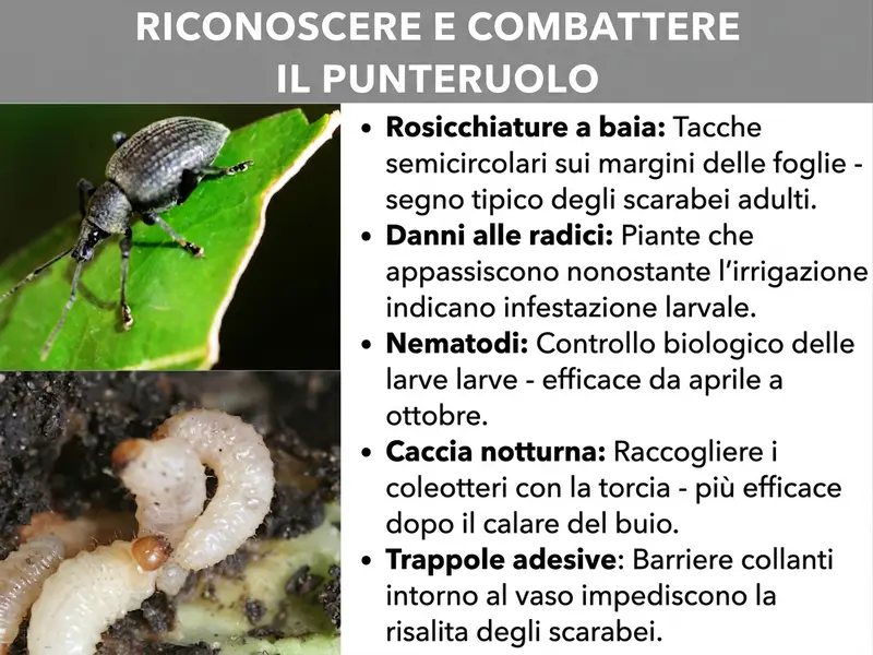 Infografica: "Come riconoscere e combattere l’oziorrinco" – Due primi piani mostrano a sinistra un coleottero oziorrinco grigio scuro su una foglia verde rosicchiata e sotto una larva bianco crema ricurva nel terreno. A destra cinque punti chiave: Rosicchiatura a mezzaluna – incavi semicircolari sui bordi delle foglie, segnale tipico dei coleotteri adulti. Danni alle radici – piante che appassiscono nonostante l’irrigazione indicano un’infestazione di larve. Nematodi – lotta biologica alle larve, efficace da aprile a ottobre. Caccia notturna – raccogliere i coleotteri con una torcia, più efficace dopo il calare del buio. Trappole adesive – barriere adesive attorno al vaso impediscono ai coleotteri di arrampicarsi.