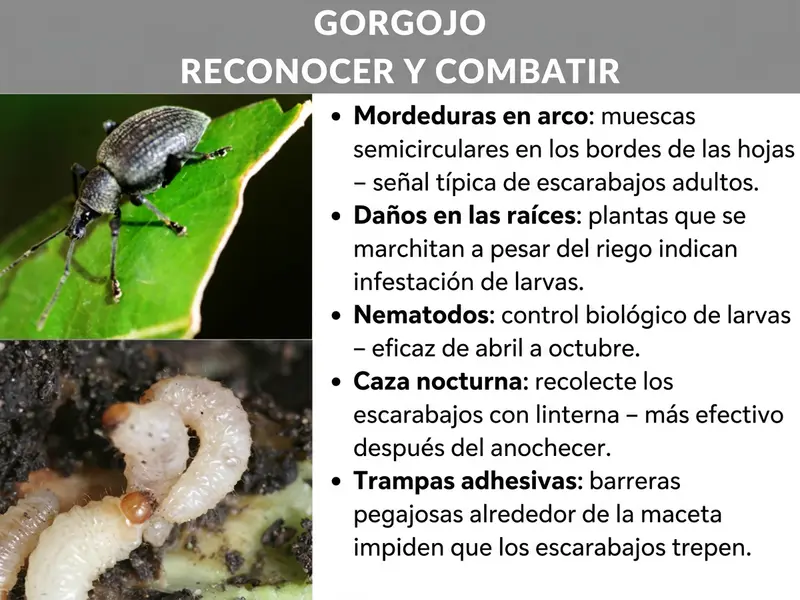 Infografía: «Identificar y combatir el gorgojo de la vid» — Dos primeros planos muestran a la izquierda un escarabajo gorgojo de la vid de color gris oscuro sobre una hoja verde mordisqueada y, debajo, una larva blanco cremoso curvada en la tierra. A la derecha, cinco puntos clave: mordeduras semicirculares — muescas en forma de media luna en los bordes de las hojas como señal típica de los escarabajos adultos. Daños en las raíces — plantas que se marchitan pese al riego indican presencia de larvas. Nematodos — control biológico de larvas, eficaz de abril a octubre. Caza nocturna — recoger los escarabajos con linterna; más efectivo tras el anochecer. Trampas adhesivas — barreras pegajosas alrededor de la maceta impiden que los escarabajos trepen.