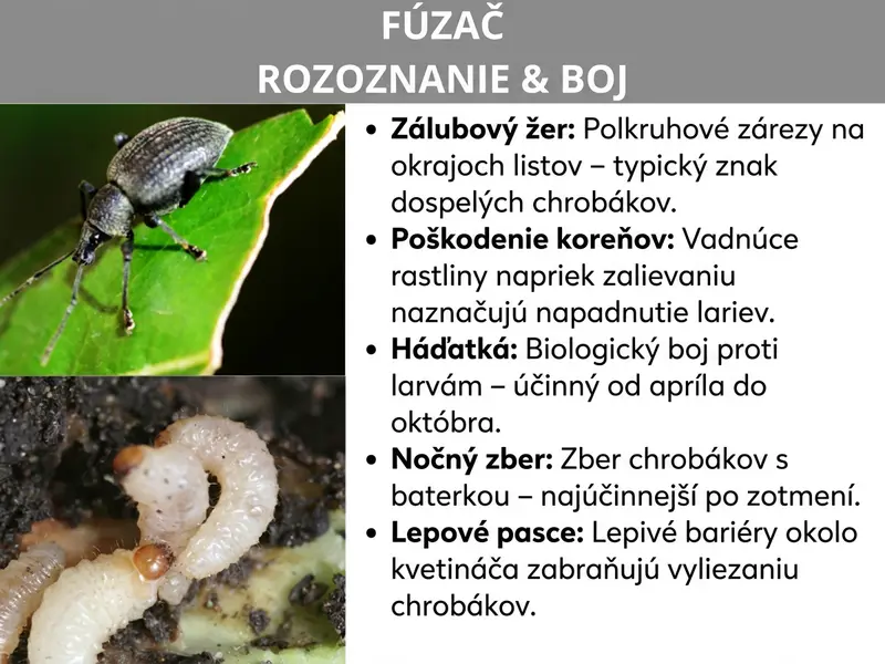 Infografika: „Ako spoznať a zlikvidovať nosatce" – Dva detailné zábery zobrazujú vľavo tmavosivého nosatca na ohryzenom zelenom liste a pod ním krémovobielu skrútenú larvu v pôde. Vpravo päť bodov: Buchtovitý žer – polkruhové zárezy na okrajoch listov ako typický znak dospelých chrobákov. Poškodenie koreňov – rastliny vädnú napriek pravidelnej zálievke, čo naznačuje napadnutie larvami. Nematódy – biologická likvidácia lariev, účinná od apríla do októbra. Nočný lov – zbieranie chrobákov baterkou, najúčinnejšie po zotmení. Lepové pasce – lepivé bariéry okolo kvetináča bránia chrobákom v lezení nahor.