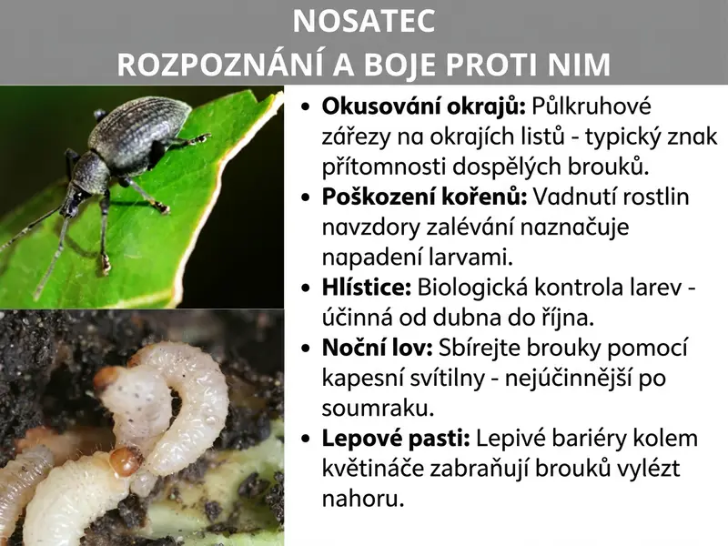 Infografika: „Jak poznat a hubit lalokonosce" – Dva detailní snímky: vlevo tmavě šedý lalokonosec na okousaném zeleném listu a pod ním krémově bílá, zahnutá larva v zemině. Vpravo pět bodů: Obloučkové okusy – půlkruhové zářezy na okrajích listů jako typický znak dospělých brouků. Poškození kořenů – vadnoucí rostliny i přes zalévání naznačují napadení larvami. Nematody – biologický boj proti larvám, účinné od dubna do října. Noční sběr – sbírání brouků se svítilnou, nejúčinnější po setmění. Lepové pasti – lepicí bariéry kolem květináče brání broukům ve šplhání.