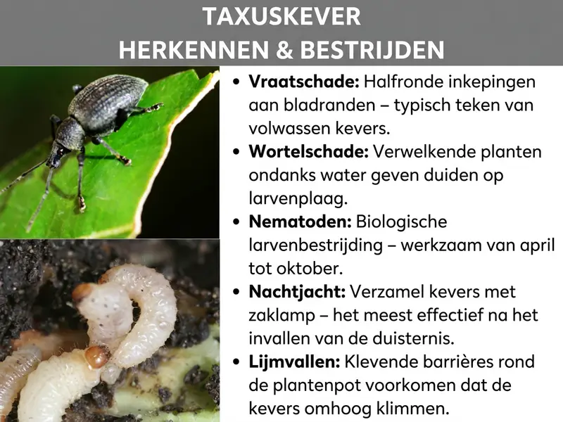 Infographic: "Taxuskever herkennen & bestrijden" – Twee close-ups laten links een donkergrijze taxuskever op een aangevreten groen blad zien en daaronder een crèmekleurige, gekromde larve in de aarde. Rechts daarnaast vijf aandachtspunten: boogvraat – halfronde inkepingen aan bladranden als typisch teken van volwassen kevers. Wortelschade – verwelkende planten ondanks water geven wijzen op larvenaantasting. Nematoden – biologische larvenbestrijding, werkzaam van april tot oktober. Nachtelijke jacht – kevers met zaklamp verzamelen, het meest effectief na het invallen van de duisternis. Lijmvallen – klevende barrières rondom de plantenpot voorkomen dat kevers omhoog klimmen.