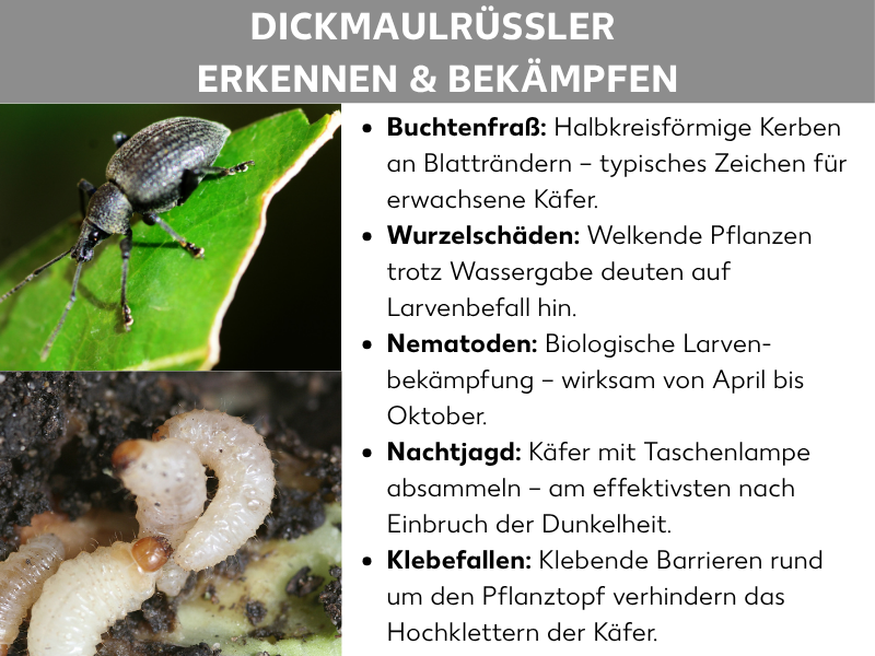 Infografik: „Dickmaulrüssler erkennen & bekämpfen" – Zwei Nahaufnahmen zeigen links einen dunkelgrauen Dickmaulrüssler-Käfer auf einem angenagten grünen Blatt sowie darunter eine cremeweiße, gekrümmte Larve im Erdreich. Rechts daneben fünf Stichpunkte: Buchtenfraß – halbkreisförmige Kerben an Blatträndern als typisches Zeichen für erwachsene Käfer. Wurzelschäden – welkende Pflanzen trotz Wassergabe deuten auf Larvenbefall hin. Nematoden – biologische Larvenbekämpfung, wirksam von April bis Oktober. Nachtjagd – Käfer mit Taschenlampe absammeln, am effektivsten nach Einbruch der Dunkelheit. Klebefallen – klebende Barrieren rund um den Pflanztopf verhindern das Hochklettern der Käfer.