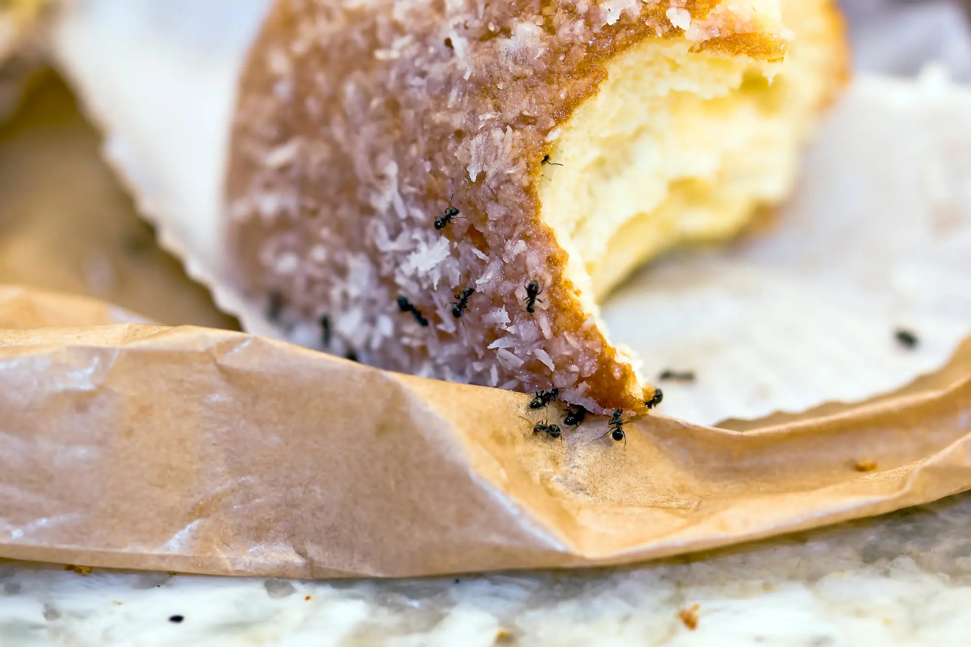 Mravenci na donutu