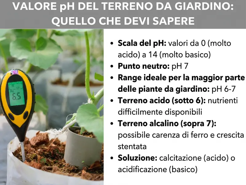 Infografica „Valore pH del terreno: tutto quello che devi sapere“ con un misuratore di pH giallo e nero inserito nel suolo accanto a una pianta e sei informazioni: la scala del pH va da 0 (molto acido) a 14 (molto basico), il punto neutro è pH 7, l'intervallo ideale per la maggior parte delle piante da giardino è pH 6–7, con un terreno acido (sotto 6) i nutrienti sono poco disponibili, con un terreno alcalino (sopra 7) si rischiano carenze di ferro e crescita stentata, come soluzione si consiglia di calcinare il terreno acido o acidificare quello basico.