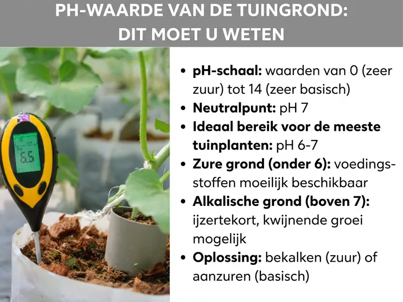 Infographic "pH-waarde van de tuinbodem: dit moet je weten" met een geel-zwarte pH-meter in de grond naast een plant en zes feiten: de pH-schaal loopt van 0 (zeer zuur) tot 14 (zeer basisch), het neutrale punt ligt bij pH 7, het ideale bereik voor de meeste tuinplanten is pH 6-7, bij zure bodem (onder 6) zijn voedingsstoffen slecht beschikbaar, bij alkalische bodem (boven 7) dreigen ijzertekort en achterblijvende groei, als oplossing worden bekalken bij zure en aanzuren bij basische bodem aanbevolen.