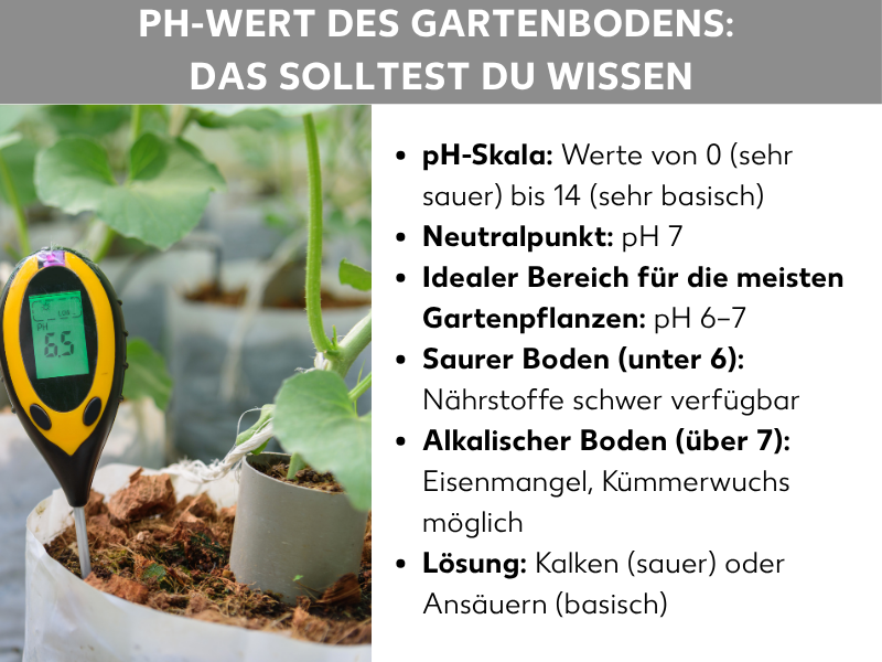 Infografik „pH-Wert des Gartenbodens: Das solltest du wissen" mit einem gelb-schwarzen pH-Messgerät im Boden neben einer Pflanze und sechs Informationen: Die pH-Skala reicht von 0 (sehr sauer) bis 14 (sehr basisch), der Neutralpunkt liegt bei pH 7, der ideale Bereich für die meisten Gartenpflanzen ist pH 6–7, bei saurem Boden (unter 6) sind Nährstoffe schwer verfügbar, bei alkalischem Boden (über 7) drohen Eisenmangel und Kümmerwuchs, als Lösung empfehlen sich Kalken bei saurem bzw. Ansäuern bei basischem Boden.