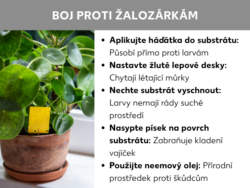 Infografika „Hubení smutnic": Květináč s rostlinou pilea (tlakoš) se žlutou lepovou pastí v zemině. Vedle pět tipů: přidejte do zeminy nematody (účinkují proti larvám), umístěte žluté lepové desky (chytají létající mušky), nechte zeminu proschnout (larvy nemají rády suché prostředí), posypte povrch zeminy pískem (zabraňuje kladení vajíček), použijte neemový olej (přírodní prostředek proti škůdcům).