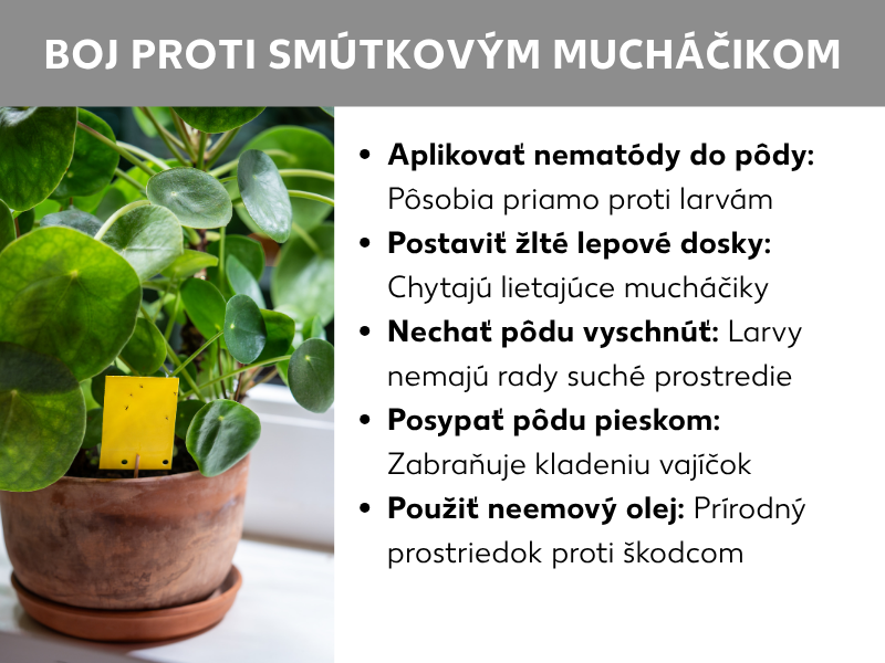 Infografika „Mušky v kvetináčoch": Kvetináč s rastlinou Pilea (UFO rastlina) so žltou lepovou pascou v zemine. Vedľa päť tipov: pridajte nematódy do zeminy (účinkujú proti larvám), umiestnite žlté lepové doštičky (zachytávajú lietajúce mušky), nechajte zeminu preschnúť (larvy nemajú rady suché prostredie), posypte zeminu pieskom (zabráni kladeniu vajíčok), použite neemový olej (prírodný prostriedok proti škodcom).
