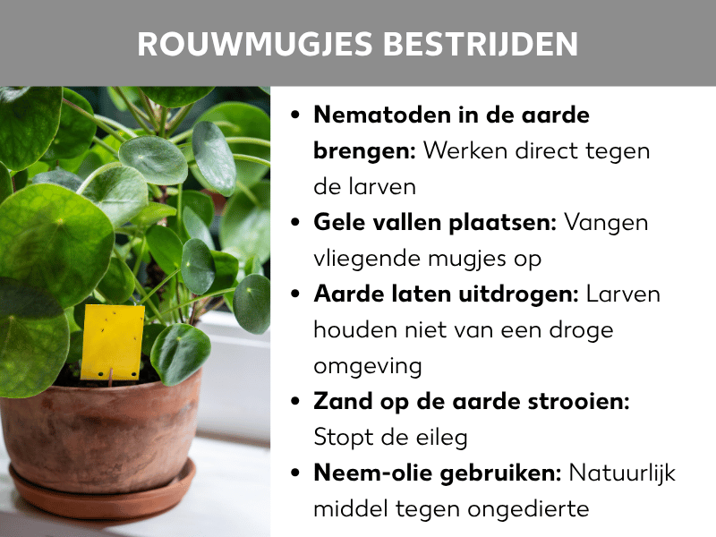 Infographic "Rouwvliegjes bestrijden": Een pot met een pannenkoekenplant (Pilea) met een gele vangplaat in de aarde. Daarnaast vijf tips: nematoden aan de aarde toevoegen (werken tegen larven), gele vangplaten plaatsen (vangen vliegende mugjes), aarde laten opdrogen (larven houden niet van een droge omgeving), zand op de aarde strooien (voorkomt eileg), neemolie gebruiken (natuurlijk middel tegen plaagdieren).