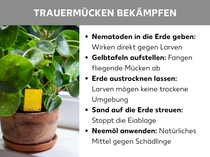 Infografik „Trauermücken bekämpfen": Ein Topf mit einer Pilea-Pflanze (Ufopflanze) mit einer gelben Klebefalle in der Erde. Daneben fünf Tipps: Nematoden in die Erde geben (wirken gegen Larven), Gelbtafeln aufstellen (fangen fliegende Mücken), Erde austrocknen lassen (Larven mögen keine trockene Umgebung), Sand auf die Erde streuen (stoppt die Eiablage), Neemöl anwenden (natürliches Mittel gegen Schädlinge).