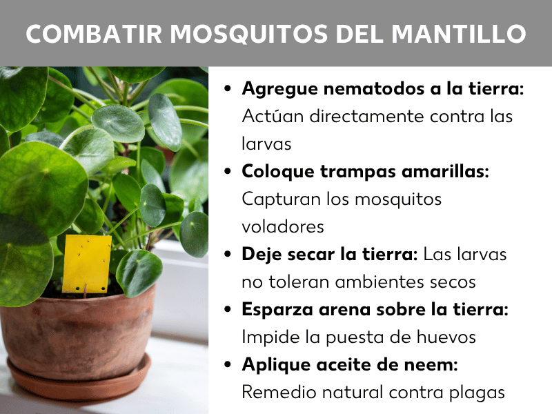 Infografía «Eliminar mosquitas negras»: una maceta con una pilea (planta china del dinero) con una trampa adhesiva amarilla en la tierra. Al lado, cinco consejos: añadir nematodos a la tierra (actúan contra las larvas), colocar trampas amarillas (capturan las moscas voladoras), dejar secar la tierra (las larvas no toleran un entorno seco), esparcir arena sobre la tierra (impide la puesta de huevos), aplicar aceite de neem (remedio natural contra las plagas).