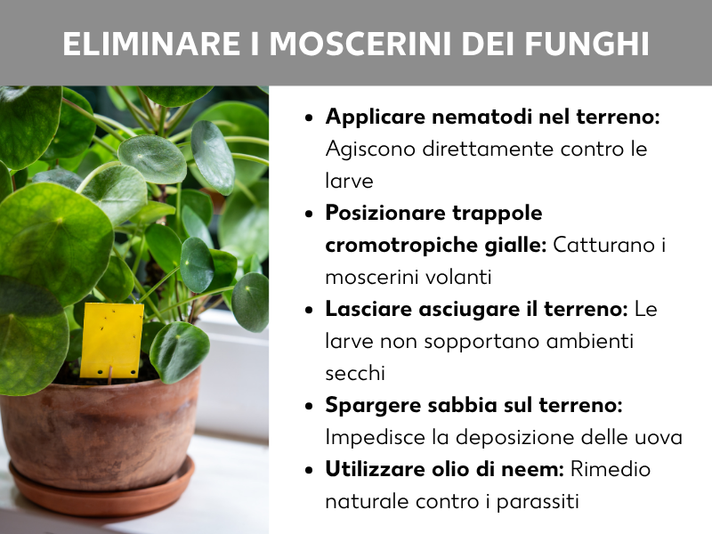Infografica „Eliminare i moscerini del fungo“: un vaso con una Pilea (pianta delle monete) e una trappola adesiva gialla nel terriccio. Accanto, cinque consigli: aggiungere nematodi al terriccio (agiscono contro le larve), posizionare trappole cromotropiche gialle (catturano gli insetti in volo), lasciar asciugare il terriccio (le larve non sopravvivono in un ambiente secco), cospargere sabbia sulla superficie (blocca la deposizione delle uova), applicare olio di neem (rimedio naturale contro i parassiti).