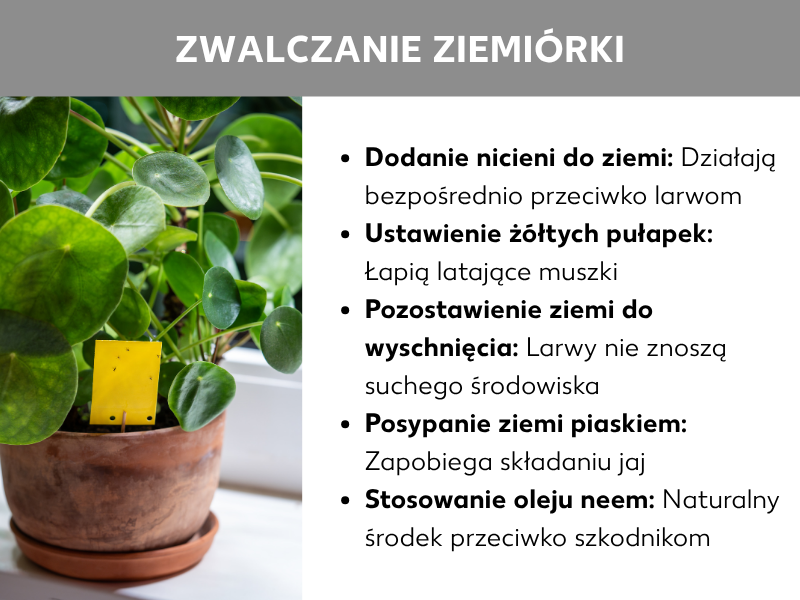 Infografika „Jak zwalczyć ziemiórki": doniczka z pileą (pieniążkiem) z żółtą tabliczką lepową w ziemi. Obok pięć porad: dodaj nicienie do ziemi (zwalczają larwy), rozstaw żółte tabliczki lepowe (łapią latające muszki), pozwól ziemi przeschnąć (larwy nie lubią suchego podłoża), posyp ziemię piaskiem (blokuje składanie jaj), zastosuj olejek neem (naturalny środek przeciw szkodnikom).