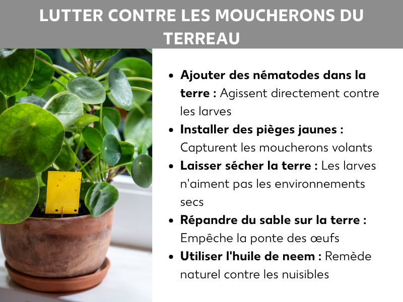 Infographie « Éliminer les mouches de terreau » : un pot avec une plante Pilea (plante à monnaie chinoise) et un piège jaune adhésif dans la terre. À côté, cinq conseils : ajouter des nématodes dans la terre (agissent contre les larves), installer des pièges jaunes (capturent les moucherons adultes), laisser sécher la terre (les larves n'aiment pas les milieux secs), saupoudrer du sable sur la terre (empêche la ponte), appliquer de l'huile de neem (remède naturel contre les nuisibles).
