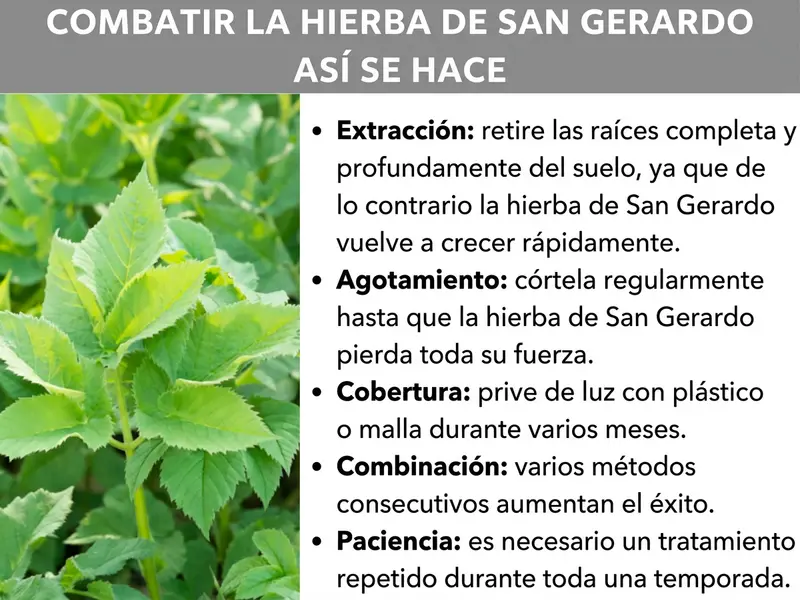 Infografía: «Eliminar hierba cabrera: cómo hacerlo». A la izquierda se ve una foto con hierba cabrera creciendo abundantemente, con hojas verdes claras y dentadas. A la derecha se enumeran cinco métodos de control: arrancar (extraer las raíces completas y en profundidad, ya que de lo contrario la hierba cabrera rebrota rápidamente), agotar (cortar de forma regular hasta que la planta pierda toda su energía), cubrir (privar de luz con lona o malla durante varios meses), combinar (aplicar varios métodos sucesivamente para aumentar la eficacia) y paciencia (es necesario repetir el tratamiento durante toda una temporada).