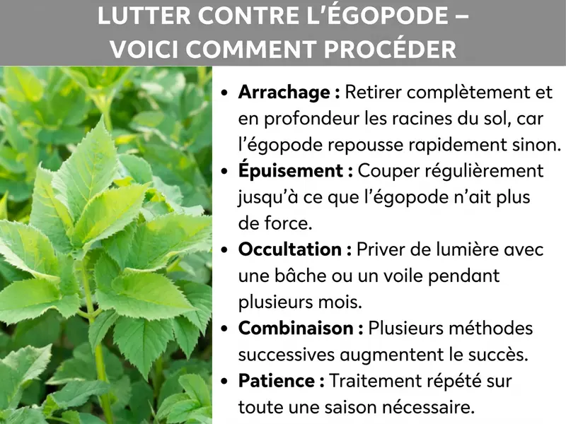 Infographie : « Éliminer l'égopode – Mode d'emploi ». À gauche, une photo d'égopode en pleine croissance avec ses feuilles dentelées vert clair. À droite, cinq méthodes de lutte : arracher (retirer les racines en profondeur pour éviter la repousse), affaiblir (couper régulièrement jusqu'à épuisement de la plante), bâcher (priver de lumière avec un film ou un feutre pendant plusieurs mois), combiner (enchaîner plusieurs méthodes pour plus d'efficacité) et patienter (traitement répété sur toute une saison nécessaire).