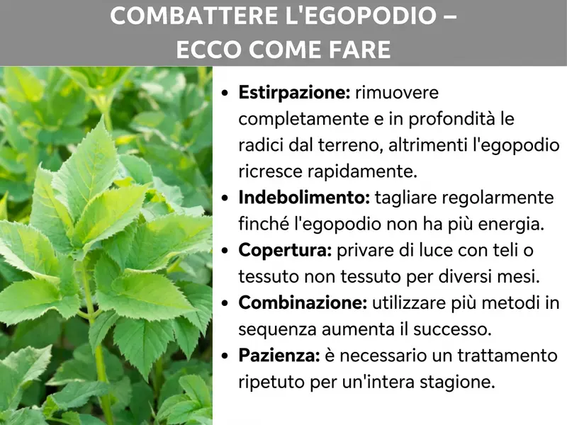 Infografica: „Eliminare l'erba di San Pietro – Ecco come fare“. A sinistra, una foto con rigogliosa erba di San Pietro dalle foglie verde chiaro e seghettate. A destra, cinque metodi per combatterla: estirpare (rimuovere le radici in profondità e completamente, altrimenti ricresce in fretta), affamare (tagliare regolarmente finché la pianta non si esaurisce), coprire (togliere la luce con telo o tessuto non tessuto per diversi mesi), combinare (alternare più metodi per aumentare l'efficacia) e pazienza (serve un trattamento ripetuto per un'intera stagione).
