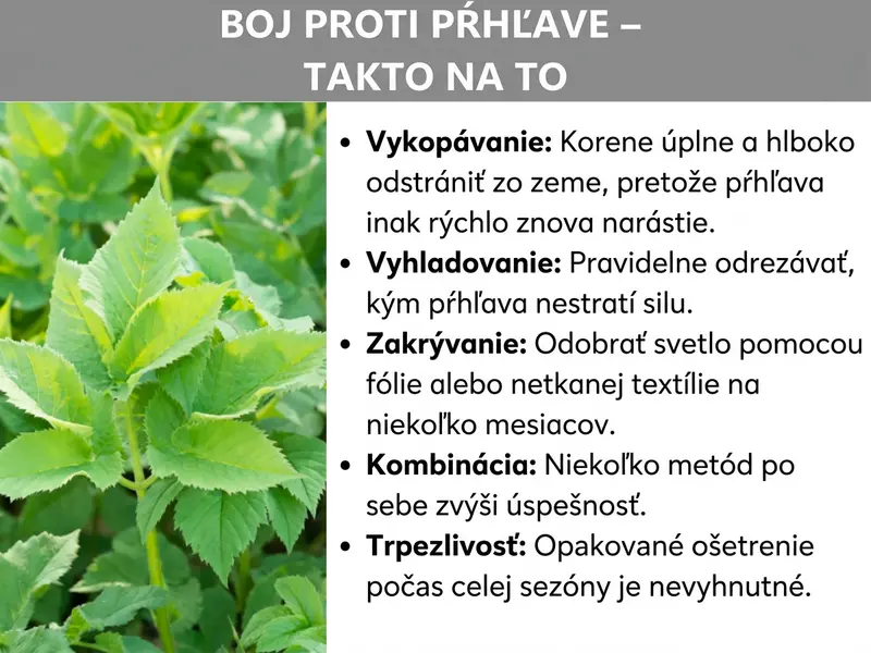 Infografika: „Likvidácia zádušníka – ako na to“. Vľavo je fotografia bujne rastúceho zádušníka so svetlozelenými zúbkovanými listami. Vpravo je uvedených päť metód na jeho odstránenie: vypichnutie (korene je potrebné odstrániť úplne a do hĺbky, inak zádušník rýchlo narastie), vyhladovanie (pravidelným odrezávaním rastlina postupne stráca silu), zakrytie (odobranie svetla fóliou alebo textíliou na niekoľko mesiacov), kombinácia (striedanie viacerých metód zvyšuje úspešnosť) a trpezlivosť (opakovaná starostlivosť počas celej sezóny je nevyhnutná).