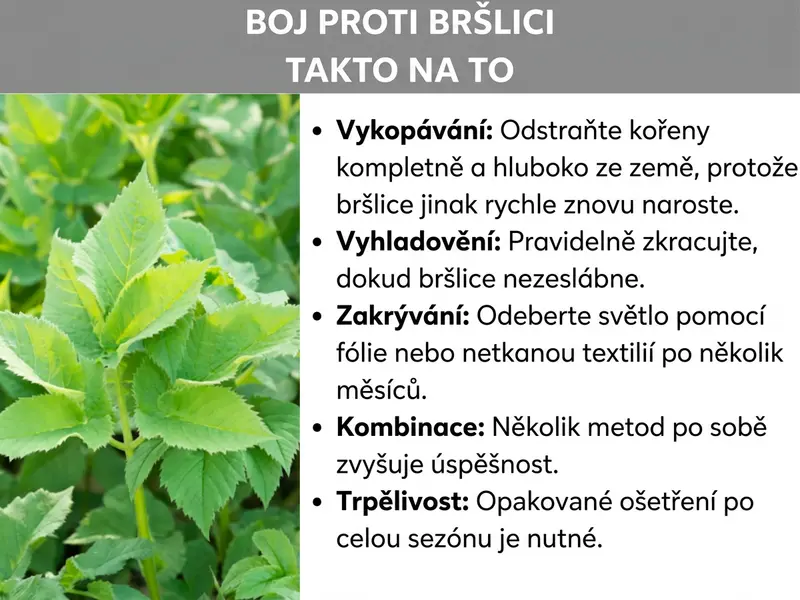 Infografika: „Likvidace bršlice – jak na to“. Vlevo fotografie bujně rostoucí bršlice se světle zelenými zoubkovanými listy. Vpravo pět metod likvidace: vyrýpávání (kořeny je třeba odstranit kompletně a do hloubky, jinak bršlice rychle znovu naroste), vyhladovění (pravidelné sestřihávání, dokud bršlice ztratí sílu), zakrytí (odepření světla fólií nebo textilií po několik měsíců), kombinace (použití více metod po sobě zvyšuje úspěšnost) a trpělivost (opakované ošetření v průběhu celé sezony).
