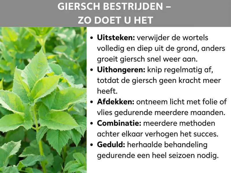 Infographic: "Zevenblad bestrijden – zo doe je het". Links een foto van weelderig groeiend zevenblad met lichtgroene, getande bladeren. Rechts worden vijf bestrijdingsmethoden opgesomd: uitsteken (wortels compleet en diep verwijderen, anders groeit het snel terug), uithongeren (regelmatig afsnijden tot de plant is uitgeput), afdekken (licht ontnemen met folie of vlies gedurende meerdere maanden), combineren (meerdere methoden na elkaar vergroten de kans op succes) en geduld (herhaal de behandeling een heel seizoen lang).