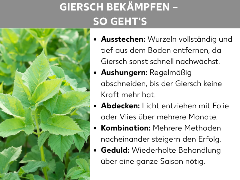 Infografik: „Giersch bekämpfen – So geht's". Links ist ein Foto mit üppig wachsendem Giersch mit hellgrünen, gezackten Blättern zu sehen. Rechts werden fünf Methoden zur Bekämpfung aufgelistet: Ausstechen (Wurzeln vollständig und tief aus dem Boden entfernen, da Giersch sonst schnell nachwächst), Aushungern (regelmäßig abschneiden, bis der Giersch keine Kraft mehr hat), Abdecken (Licht entziehen mit Folie oder Vlies über mehrere Monate), Kombination (mehrere Methoden nacheinander steigern den Erfolg) und Geduld (wiederholte Behandlung über eine ganze Saison nötig).