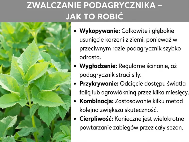 Infografika: „Zwalczanie podagrycznika – jak to zrobić”. Po lewej stronie zdjęcie bujnie rosnącego podagrycznika z jasnozielonymi, ząbkowanymi liśćmi. Po prawej pięć metod zwalczania: wykopywanie (całkowite i głębokie usuwanie korzeni), ścinanie (regularne koszenie, aż roślina straci siły), przykrywanie (odcięcie od światła folią lub agrowłókniną), łączenie metod (zwiększa szanse powodzenia) oraz cierpliwość (powtarzanie zabiegów przez cały sezon).