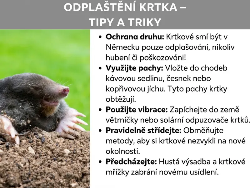 Infografika: Infografika s názvem „Jak vyhnat krtka – tipy a triky" na šedém pozadí. Vlevo je fotografie krtka vylézajícího ze země s viditelnými hrabacími tlapkami a růžovým čenichem. Vpravo je seznam pěti tipů: Krtci jsou chránění zákonem a smí se pouze vyhánět. Proti krtkům pomáhají pachy jako kávová sedlina nebo česnek. Účinné jsou také vibrace z větrníků a solárních odpuzovačů. Je důležité metody střídat, aby si na ně krtek nezvykl. Prevencí je hustá výsadba a sítě proti krtkům.