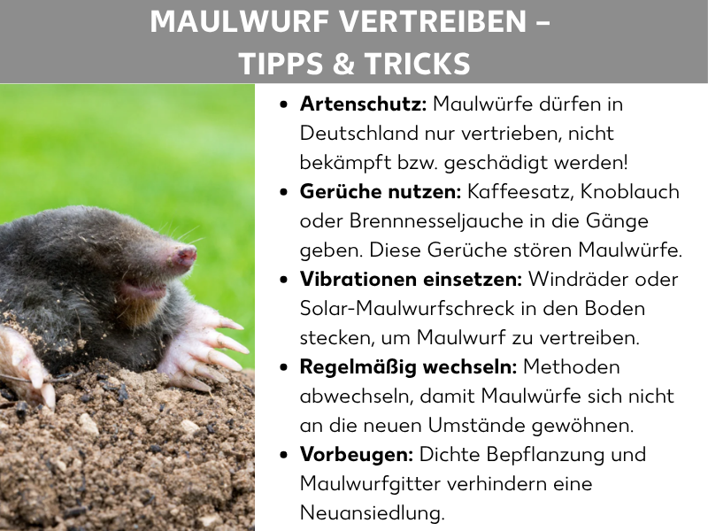 Infografik: Eine Infografik mit dem Titel „Maulwurf vertreiben – Tipps & Tricks" auf grauem Hintergrund. Links ist ein Foto eines Maulwurfs zu sehen, der aus der Erde auftaucht, mit sichtbaren Grabkrallen und rosa Schnauze. Rechts daneben stehen fünf Tipps als Aufzählungsliste: Erstens „Artenschutz": Maulwürfe dürfen in Deutschland nur vertrieben, nicht bekämpft bzw. geschädigt werden. Zweitens „Gerüche nutzen": Kaffeesatz, Knoblauch oder Brennnesseljauche in die Gänge geben, da diese Gerüche Maulwürfe stören. Drittens „Vibrationen einsetzen": Windräder oder Solar-Maulwurfschreck in den Boden stecken, um den Maulwurf zu vertreiben. Viertens „Regelmäßig wechseln": Methoden abwechseln, damit Maulwürfe sich nicht an die neuen Umstände gewöhnen. Fünftens „Vorbeugen": Dichte Bepflanzung und Maulwurfgitter verhindern eine Neuansiedlung.