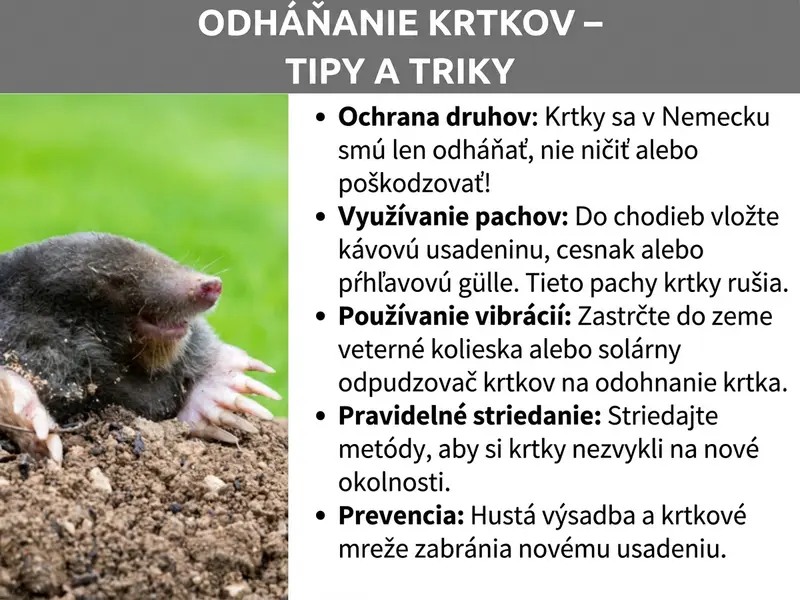 Infografika: Infografika s názvom „Ako sa zbaviť krtka – tipy a triky" na sivom pozadí. Vľavo je fotografia krtka, ktorý vyliezol zo zeme, s viditeľnými hrabacími pazúrmi a ružovým rypákom. Vpravo je päť tipov vo forme odrážkového zoznamu: Po prvé „Ochrana druhu": Na Slovensku sa krty smú iba vyháňať, nie zabíjať či poškodzovať. Po druhé „Využite pachy": Do chodieb nasypte kávovú usadeninu, cesnak alebo žihľavový výluh, pretože tieto pachy krtov rušia. Po tretie „Používajte vibrácie": Do zeme zapichnite veterné mlynčeky alebo solárny odpudzovač krtkov. Po štvrté „Pravidelne striedajte": Metódy striedajte, aby si krty nezvykli na nové podmienky. Po piate „Predchádzajte": Hustá výsadba a sieťka proti krtkom zabránia novému usídleniu.